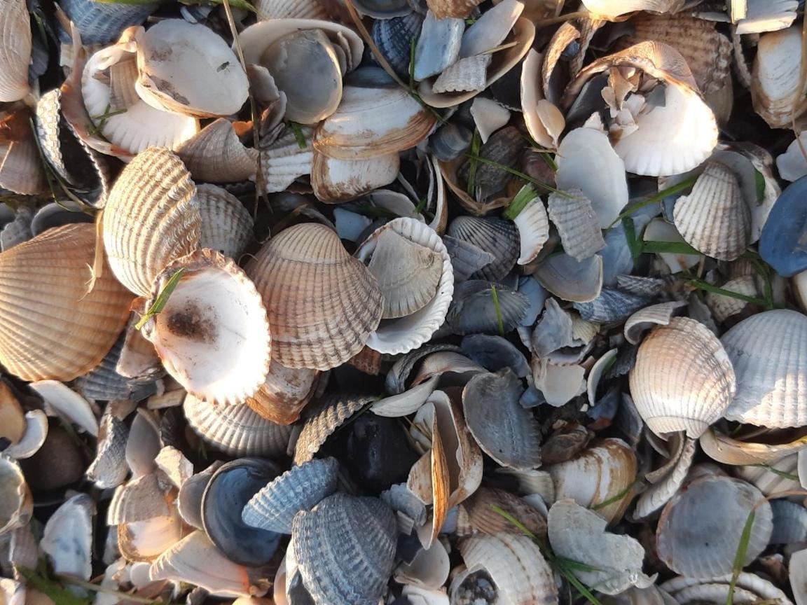 Вилла Waddenfestijn Paesens Экстерьер фото